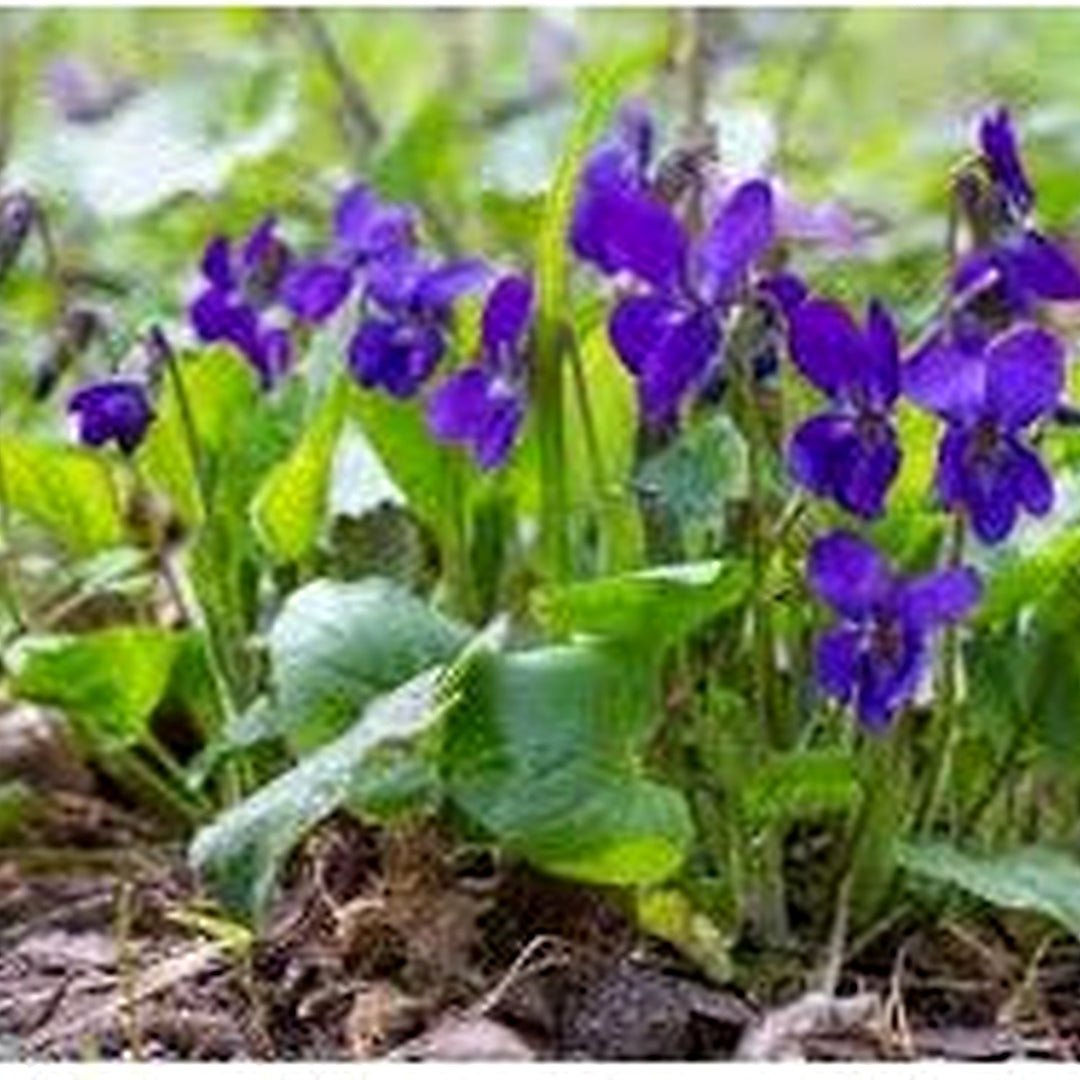 Viola Odorata Purple Plant Seeds for Planting [neera-v5-6e1db3ab4d2f0edf49f8]