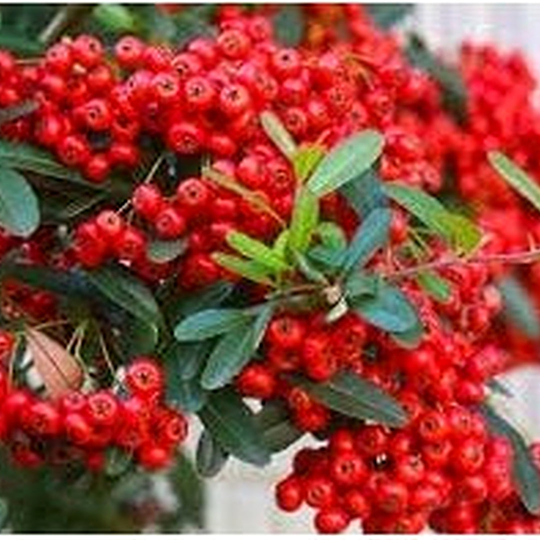 Pyracantha Fruit Seeds for Planting | Heirloom Non-GMO Organic Seeds for Hardy Berry Shrubs [neera-v5-6e2dd99d75f51fa9cf6c]