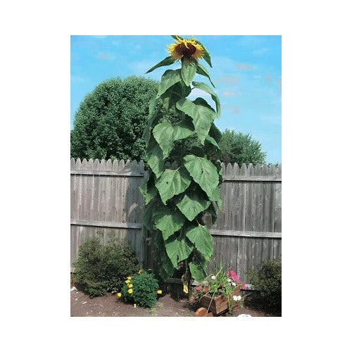 Heirloom Mammoth Grey Stripe Sunflower Planting Towering Gigantic Blooms Non Gmo Flower Seeds [neera-v5-6e41c9dee27945ef5950]