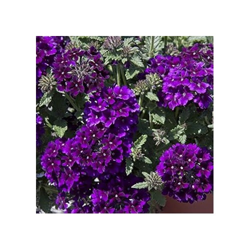 Heirloom Organic Non-GMO Dark Purple Verbena Seeds for Planting [neera-v5-6e466d4e3313967265e2]