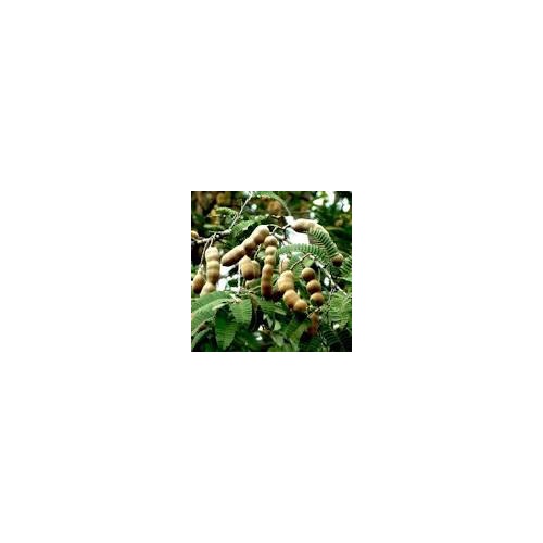 Tamarind Indica Seeds [neera-v5-6e4a75f367d9e6a1fcd9]