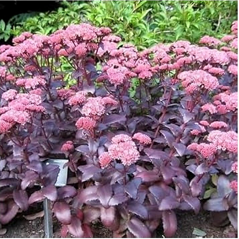 Pink Sedum Telephium Plant Seeds for Planting [neera-v5-6e53b98bcfdcb93c7011]