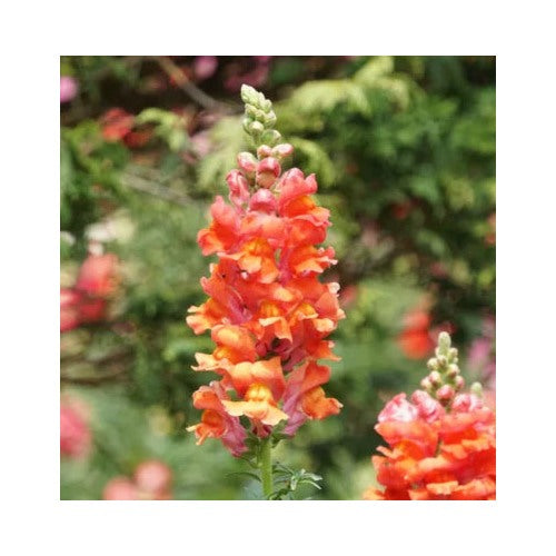 Orange Snapdragon Wonder Cut Flowers Attracts Hummingbirds Non Gmo Heirloom Easy To Grow Annual [neera-v5-6e5c199ef50e257cc6c3]