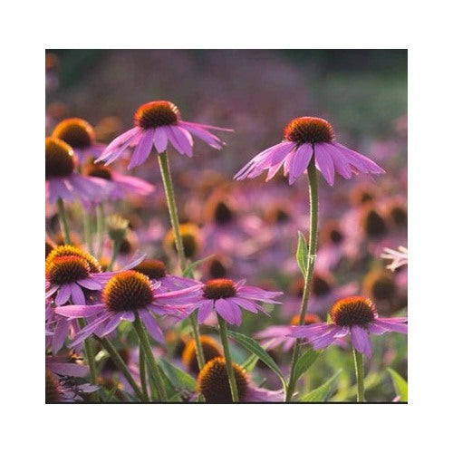 Purple Echinacea Purpurea Coneflower Native Perennial Harvested Heirloom Non Gmo Perennial [neera-v5-6e74370b323317edc086]