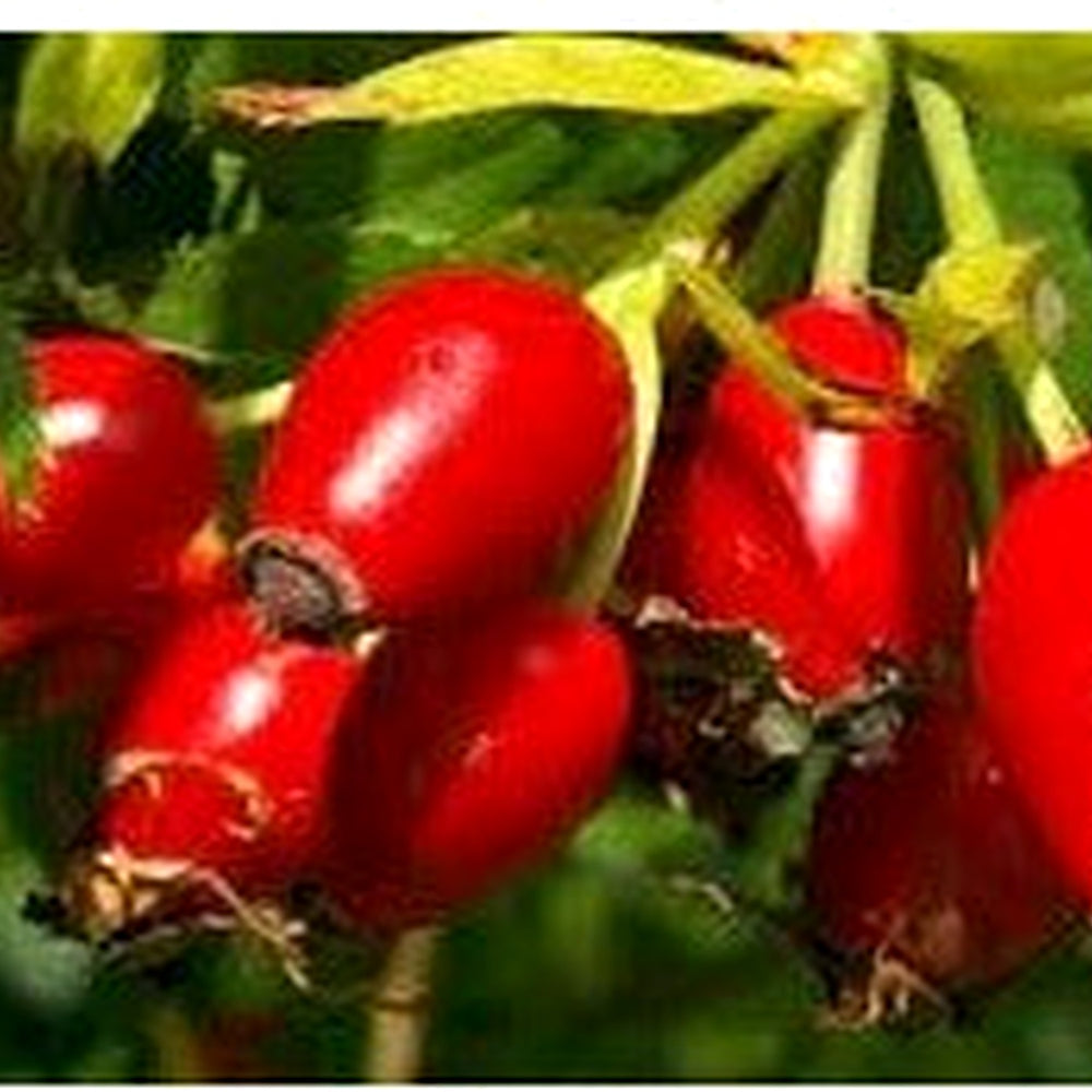 Heirloom Rosehip Fruit Seeds for Planting [neera-v5-6e75b05d148da5adbe6c]