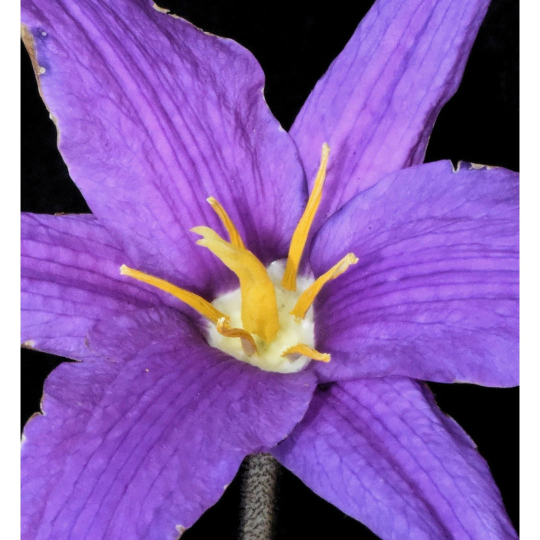 Heirloom Xerophyta Viscosa Flower Non Gmo Drought Tolerant Blooms Garden Planting Flower Seeds [neera-v5-6e8032ccb3c3e17280cf]