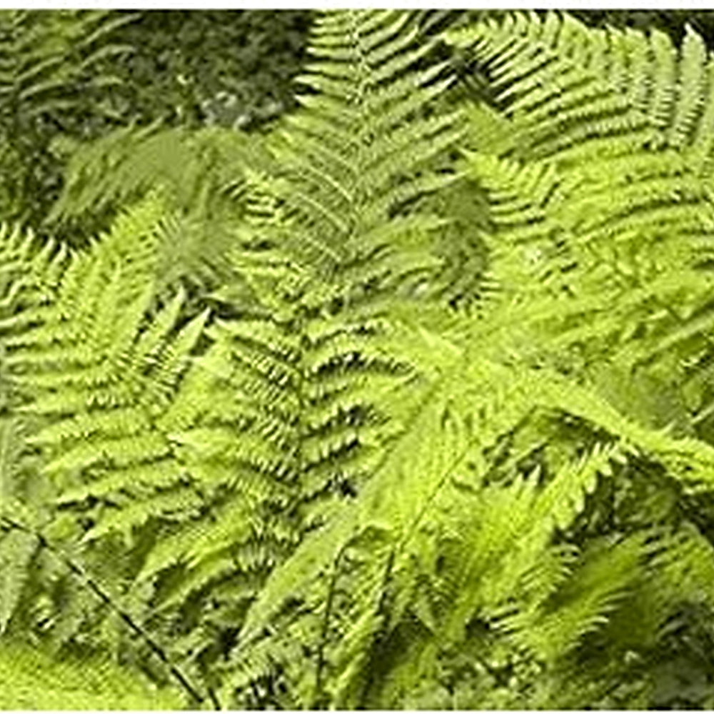 Green Fern Plant Seeds for Planting [neera-v5-6e8d71e1010e29982399]