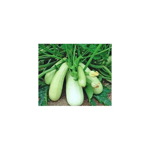 Aspirant White Bush Zucchini Squash Seeds for Planting [neera-v5-6ea39e3e2cea8c8ebfe2]