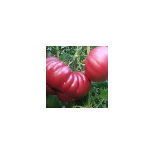 Giant Tomato Seeds for Planting [neera-v5-6eb180325784cc4e07ef]