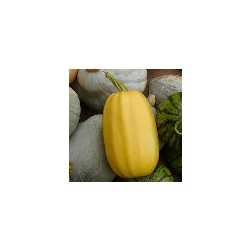 Pumpkin Almond Spaghetti Seeds for Planting [neera-v5-6eb8a93d31db043ff177]