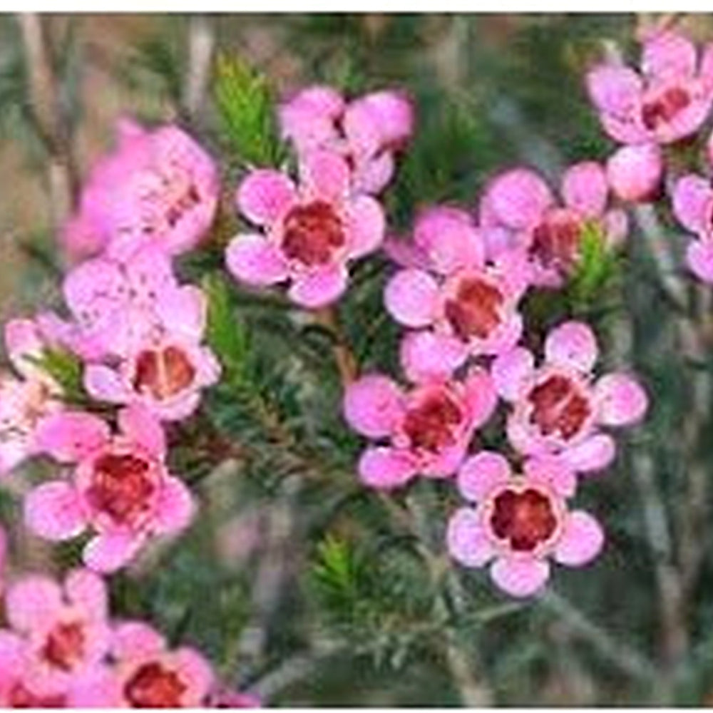 Geraldton Wax Flower Seeds for Planting [neera-v5-6ed27c5133e74d1b374d]
