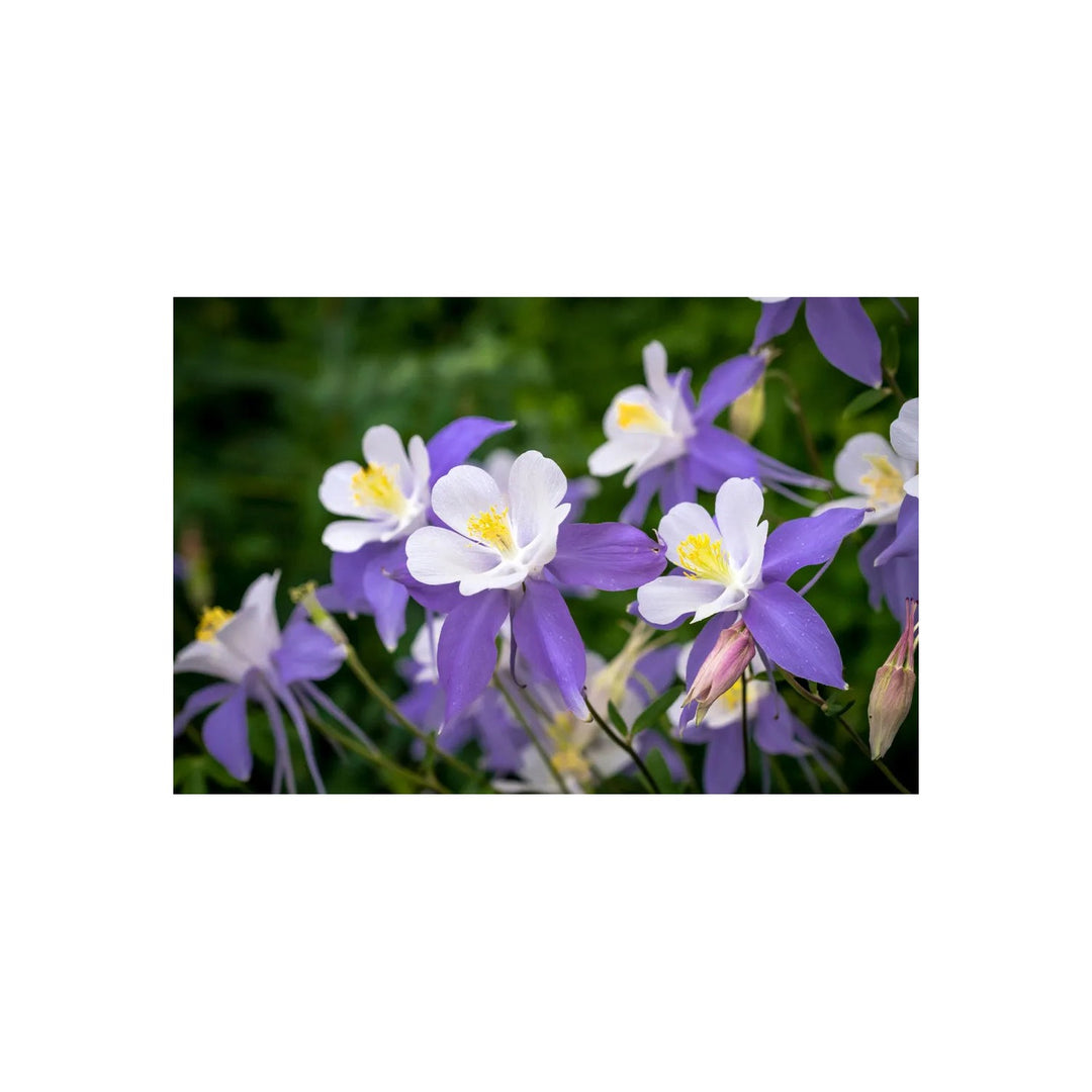 Heirloom Aquilegia Flower Non Gmo Columbine Blooms Colorful Garden Planting Flower Seeds [neera-v5-6ed3bb951bd122b3ba3a]
