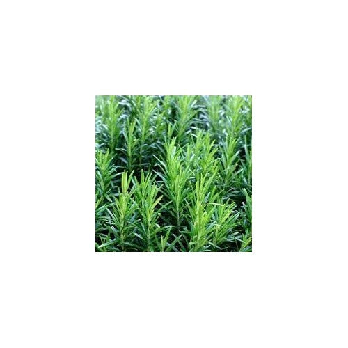 Rosemary Seeds for Planting [neera-v5-6ed4c5791cbfe106b06a]