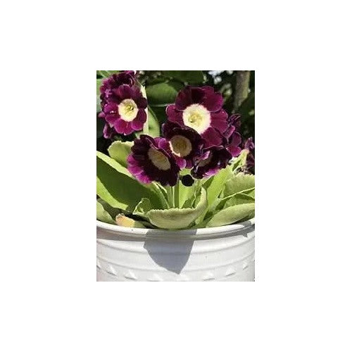Europa Primula Acaulis Primrose Flower Flower Seeds for Home Garden Planting, Colorful Organic [neera-v5-6ee6e8fbc780a0acd4c0]