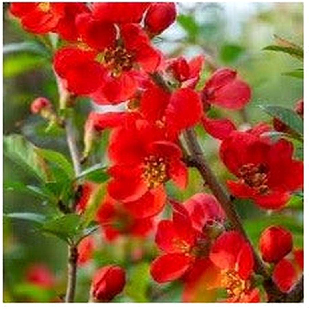 Organic Heirloom Chaenomeles Flower Seeds for Planting [neera-v5-6ef329362af196773d96]