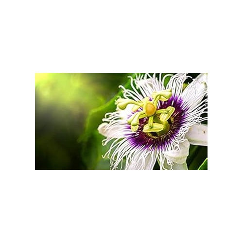 Mixed Passion Flower Seeds [neera-v5-6ef4a4ed188dd010571f]