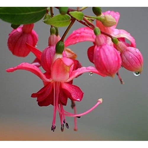 Heirloom Non-GMO Fuchsia Flower Seeds for Planting [neera-v5-6efef4dff15d03f456bb]