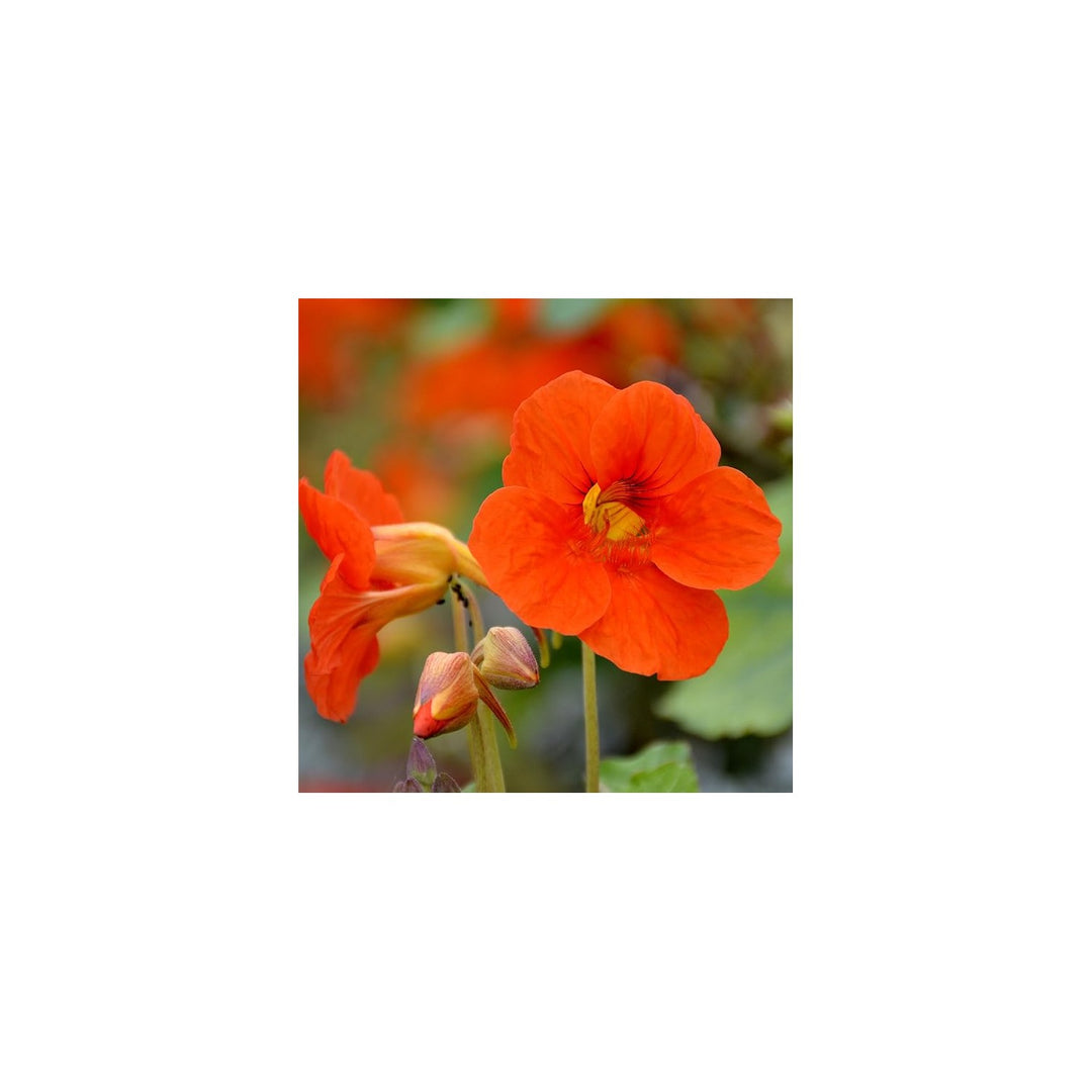 Orange Organic Heirloom Non Gmo Nasturtium For Planting Bright Garden Blooms Flower Seeds for Home [neera-v5-6f00dbe1cef41438712d]