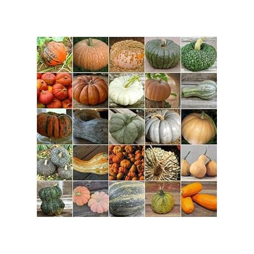 Mixed Pumpkin Seeds for Planting [neera-v5-6f01dc3023f5c58b04be]