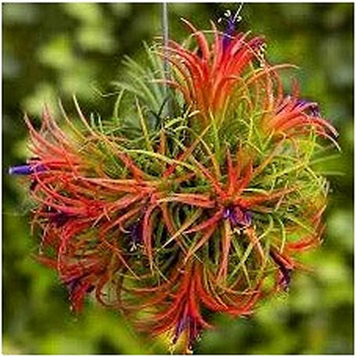 Tillandsia Flower Seeds for Planting [neera-v5-6f0565d2c519a6b10d98]