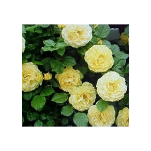 Light Yellow Climbing Rose Flower Seeds for Planting [neera-v5-6f0649d935c28f93f5b1]