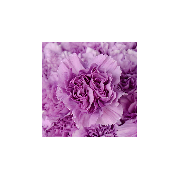 Lavender Heirloom Carnation Flower Non Gmo Fragrant Blooms Planting Flower Seeds Home [neera-v5-6f1aa9ef3aff488d4f76]