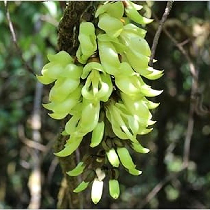 Light Green Strongylodon Flower Seeds [neera-v5-6f1c56012c916a684d8f]