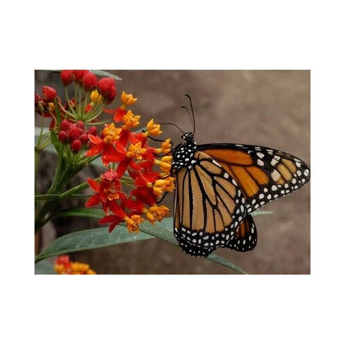 Blood Flower Planting Tropical Milkweed Mexican Butterfly Weed Heirloom Non Gmo Flower Seeds [neera-v5-6f1e541b2a7d5a8413ae]
