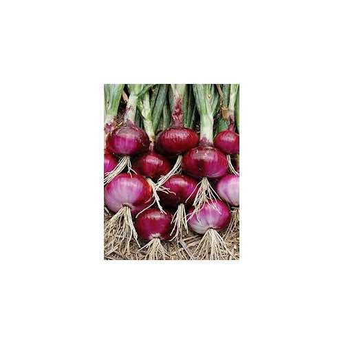 Onion Vegetable Seeds for Planting [neera-v5-6f287f8886d8286ff3a5]