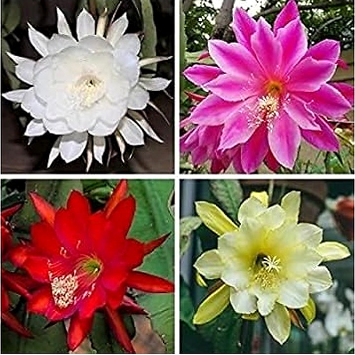 Heirloom Multi-Colored Epiphyllum Oxypetalum Flower Seeds for Planting [neera-v5-6f2bba341ab6e7d17ed9]