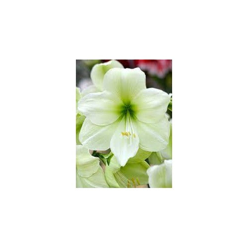 Green Hippeastrum Rutilum Flower Seeds for Planting [neera-v5-6f3d42c674629b9d33a1]