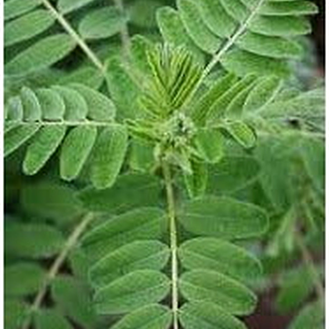 Astragalus Seeds for Planting [neera-v5-6f44b3d2adf0dcdbb711]