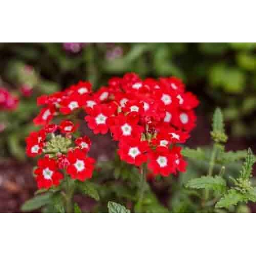 Stripe Verbena Flower Seeds for Planting [neera-v5-6f45a7db0610987c6a96]