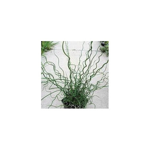 Heirloom Non-GMO Spiralis Plant Seeds for Planting [neera-v5-6f466cf7619c8184fc27]