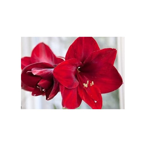 Maroon Hippeastrum Rutilum Flower Seeds [neera-v5-6f47d897c84ab9f856f1]