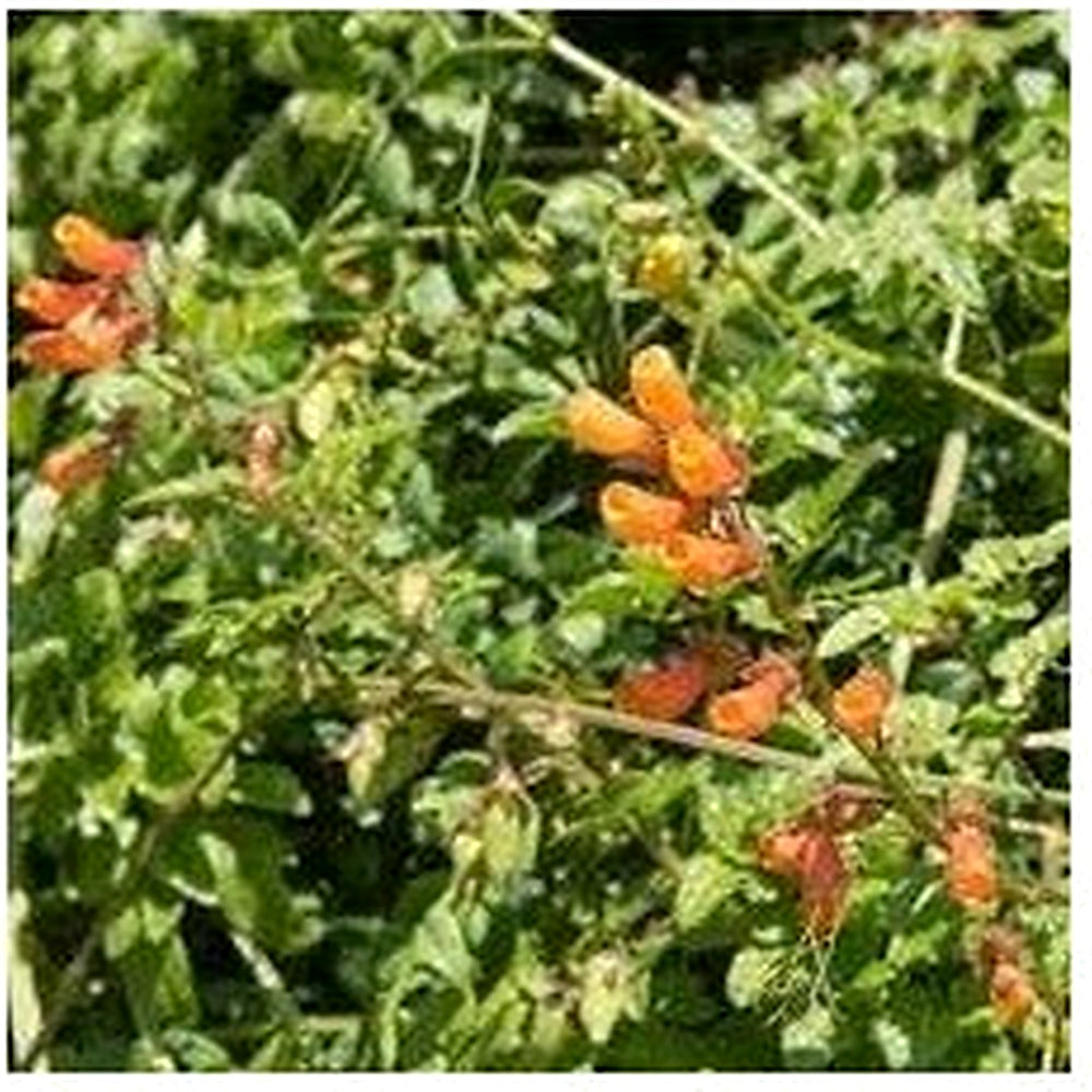 Eccremocarpus Scaber Flower Seeds [neera-v5-6f4ef18b337a71ddcf95]