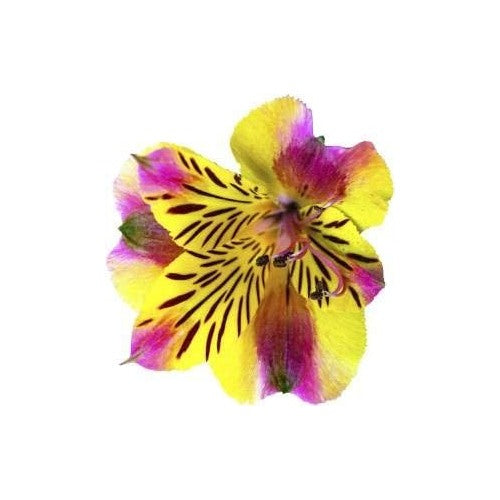 Violet Yellow Freesia Heirloom Non-GMO Seeds for Planting [neera-v5-6f4f1ab35b1c79f723bb]