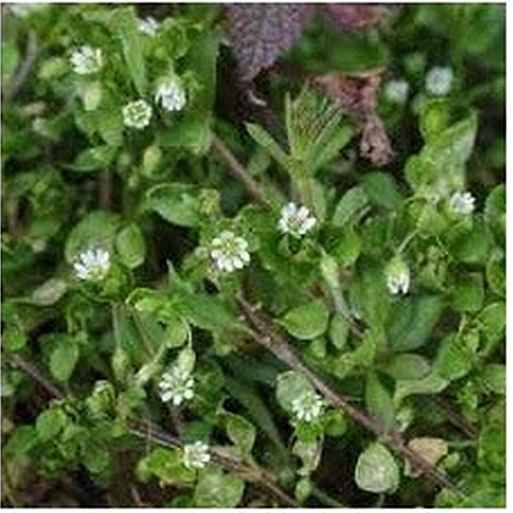 Chickweed Flower Seeds for Planting [neera-v5-6f580810dccbc91b61db]