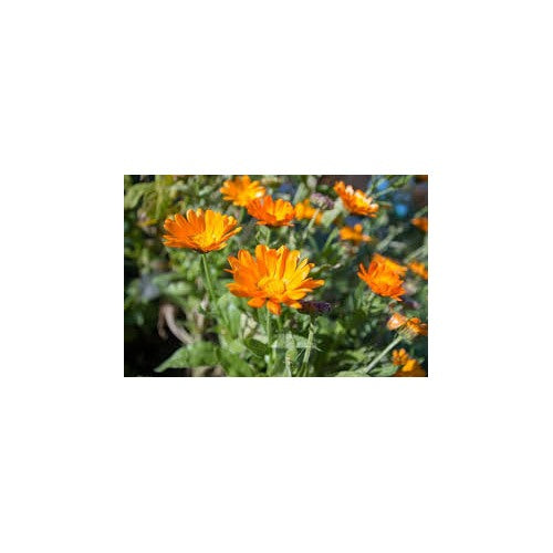 Calendula Officinalis Flower Seeds for Planting [neera-v5-6f5e6aef80d0fa754490]