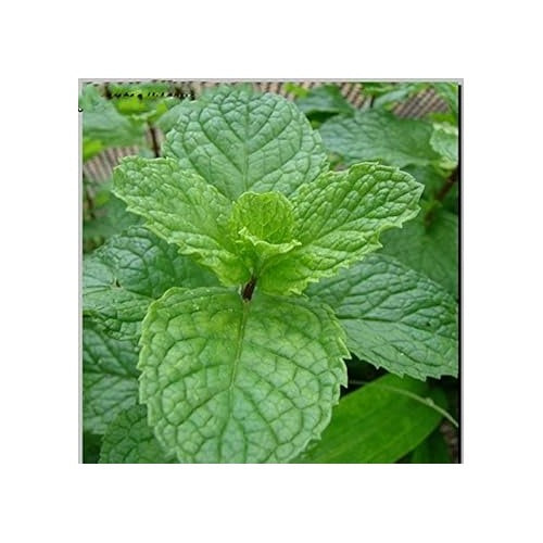 Green Mint Plant Seeds [neera-v5-6f64b055207623b9b2dd]