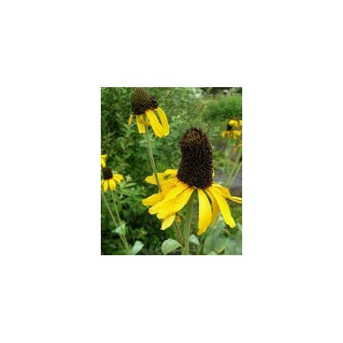 Rudbeckia maxima (Giant Coneflower)’ Black-Eyed Susan seeds for planting [neera-v5-6f670c8a9827f91b0f22]
