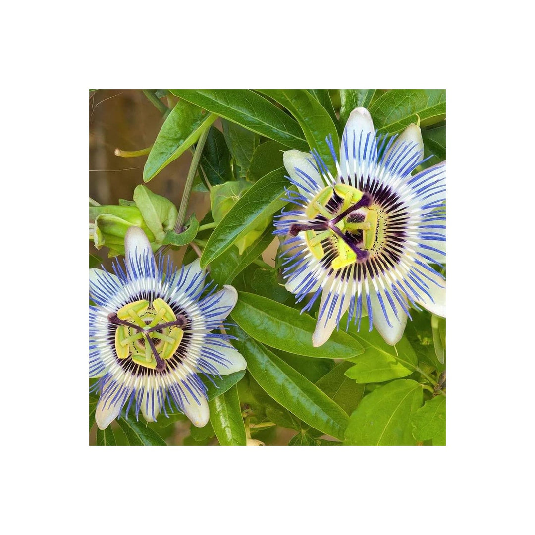Passionflower Passiflora Incarnata Flower For Planting In Backyard Gardening Vertical Garden [neera-v5-6f67a366667aa3a5e4c4]