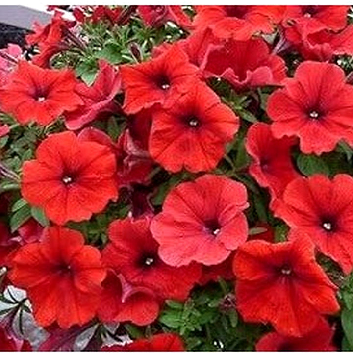 Red Petunia Flower Seeds for Garden Planting [neera-v5-6f7aa1e025491c110e0b]