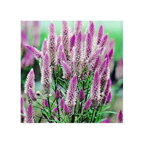 Celosia Spicata Flower Seeds, Heirloom, Non-GMO Unique Garden Accent Seeds [neera-v5-6f7c892606a363fb0f95]