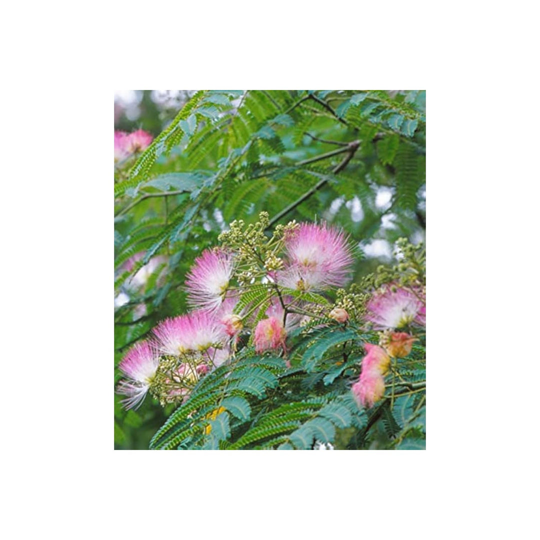 Mimosa Albizia Julibrissin Flower For Planting Great For Lscaping Shaded Backyard Gardening [neera-v5-6f981399cd784faaab4f]