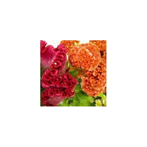 Celosia Flower Planting Seeds for Garden [neera-v5-6f9a3cb688cd22a58719]