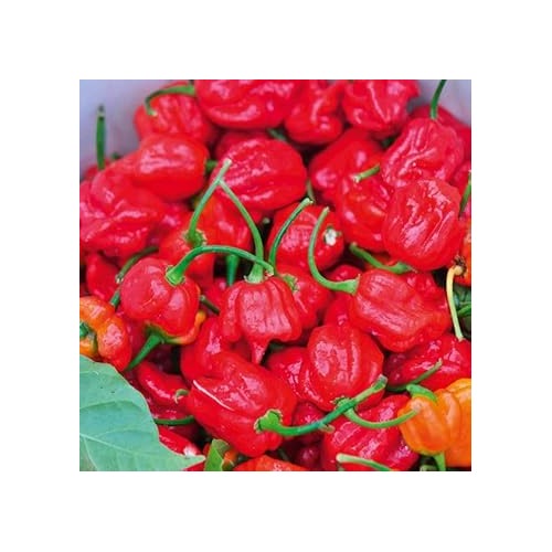 Trinidad Moruga Scorpion Pepper Seeds [neera-v5-6f9d1606ec7132398f4b]