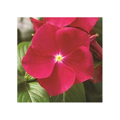 Vinca Red Flower Seeds for Planting [neera-v5-6fa0db9510d8a4c3bd50]