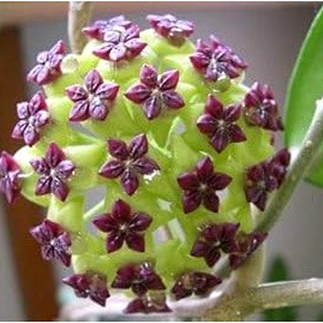 Green Purple Hoya Carnosa Flower Seeds [neera-v5-6fa78f963d69db644584]