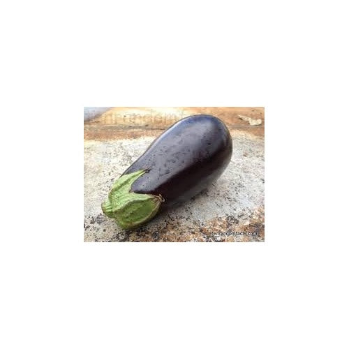 Eggplant Ichiban Seeds for Planting [neera-v5-6faf0f133207a999a854]